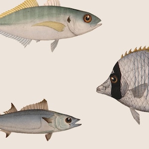 Vintage Fish Wallpaper: Removable Peel and Stick, Beige Sea Life #V8 image 4