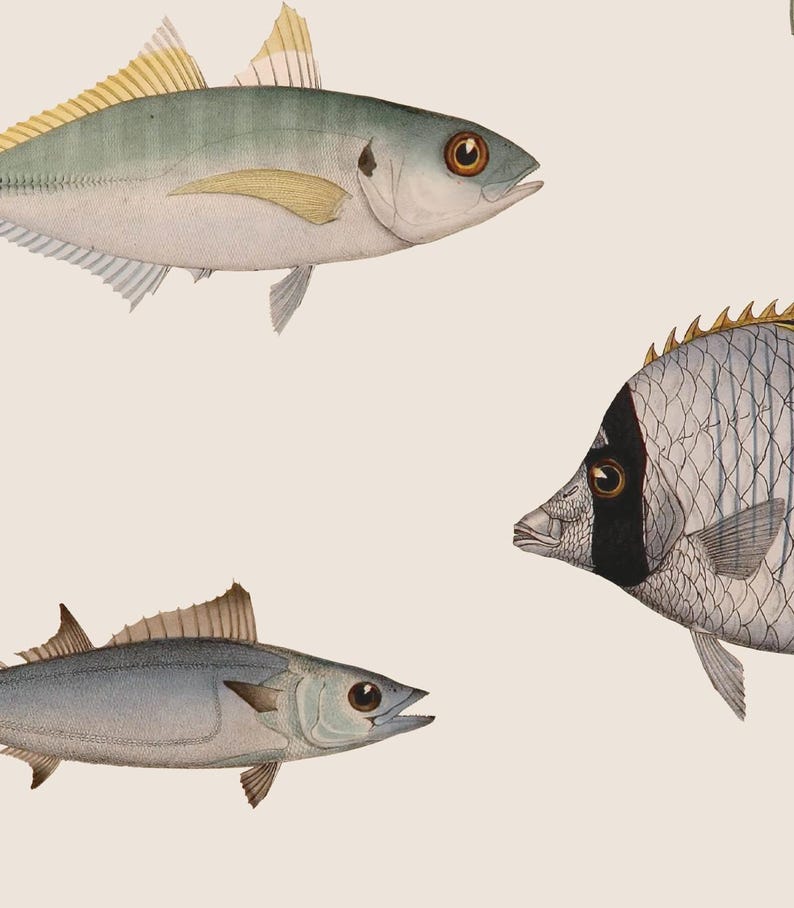 Vintage Fish Wallpaper: Removable Peel and Stick, Beige Sea Life #V8 image 4