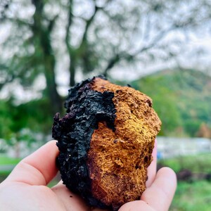 COURSE POWDER - Chaga Dried | Wild Appalachian Chaga Mushroom | WV Chaga