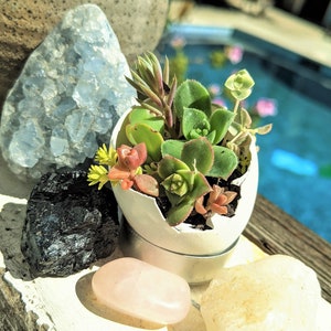 Tiny succulent garden in eggshell