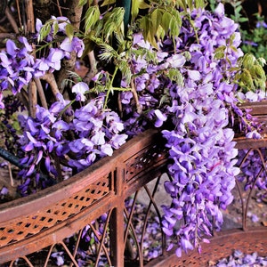 Organic Wisteria Seeds