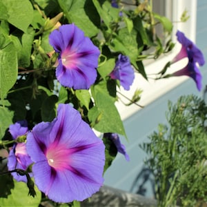 Organic Purple Morning Glory Seeds
