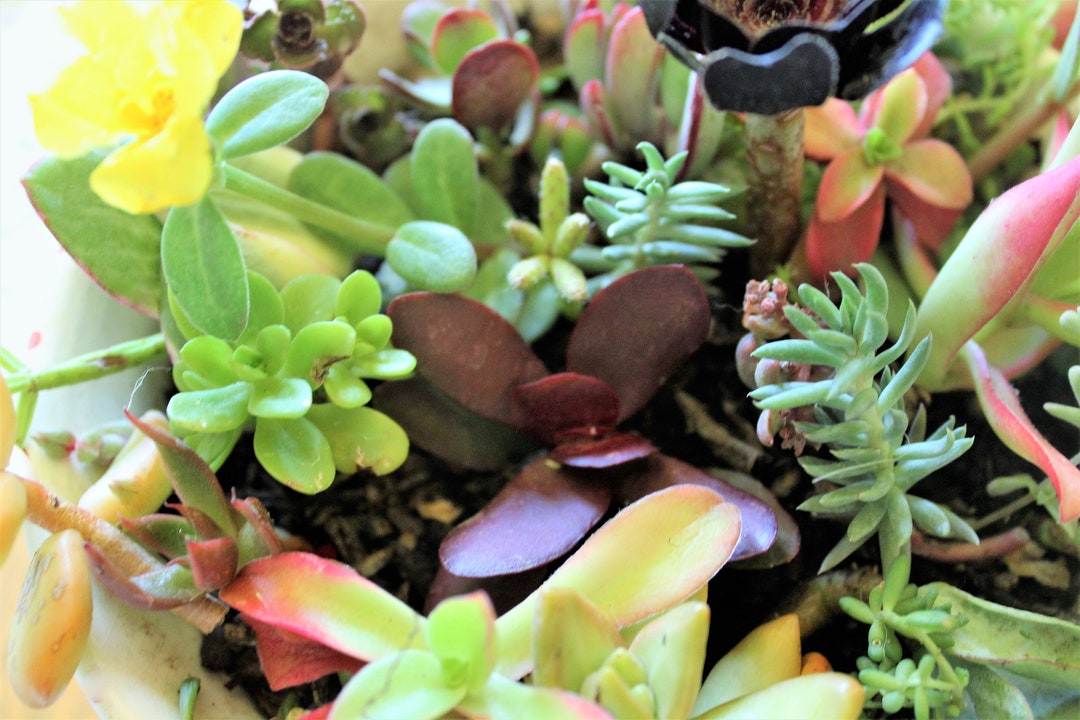 Collection de succulentes biologiques/racines nues ou boutures Etsy — free download