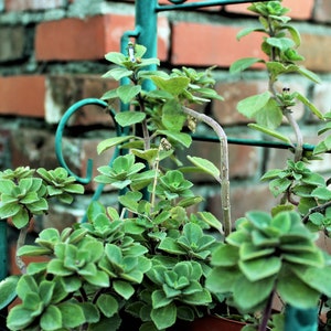Scaredy Cat /Coleus Caninus / 2 cuttings 2-4 &quot;/some rooted in 2&quot; Peat Pot planted in organic soil