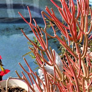 Organic &quot;Firesticks&quot; Euphorbia, Two 2&quot; cuttings