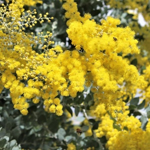 Organic Acacia Baileyana Purpurea seeds