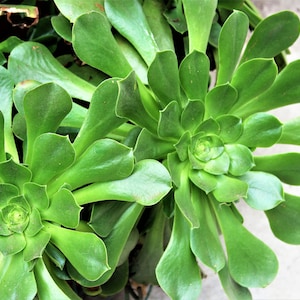Organic Aeonium Arboreum Succulent, Two 2-3&quot; cuttings