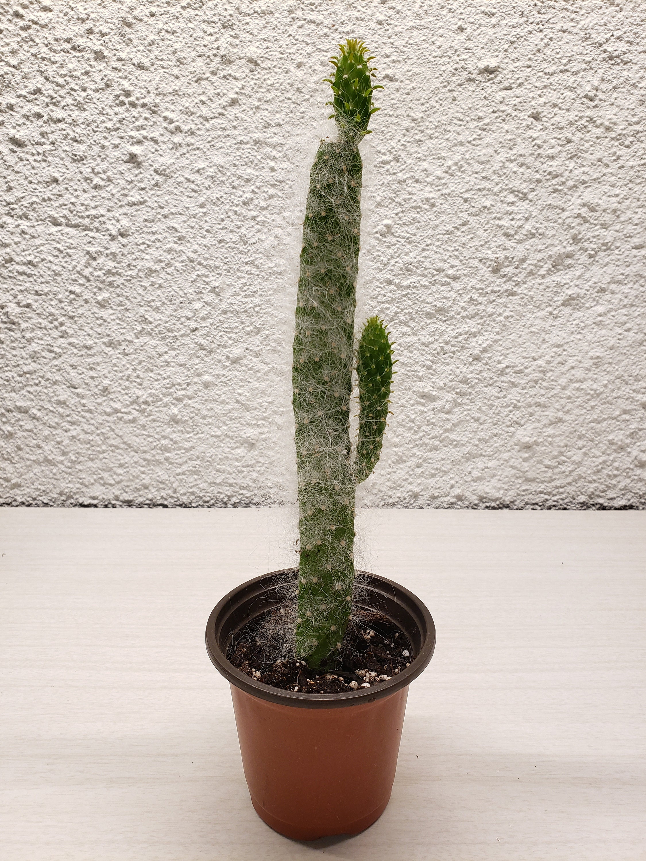 Opuntia Snow Cactus - Etsy