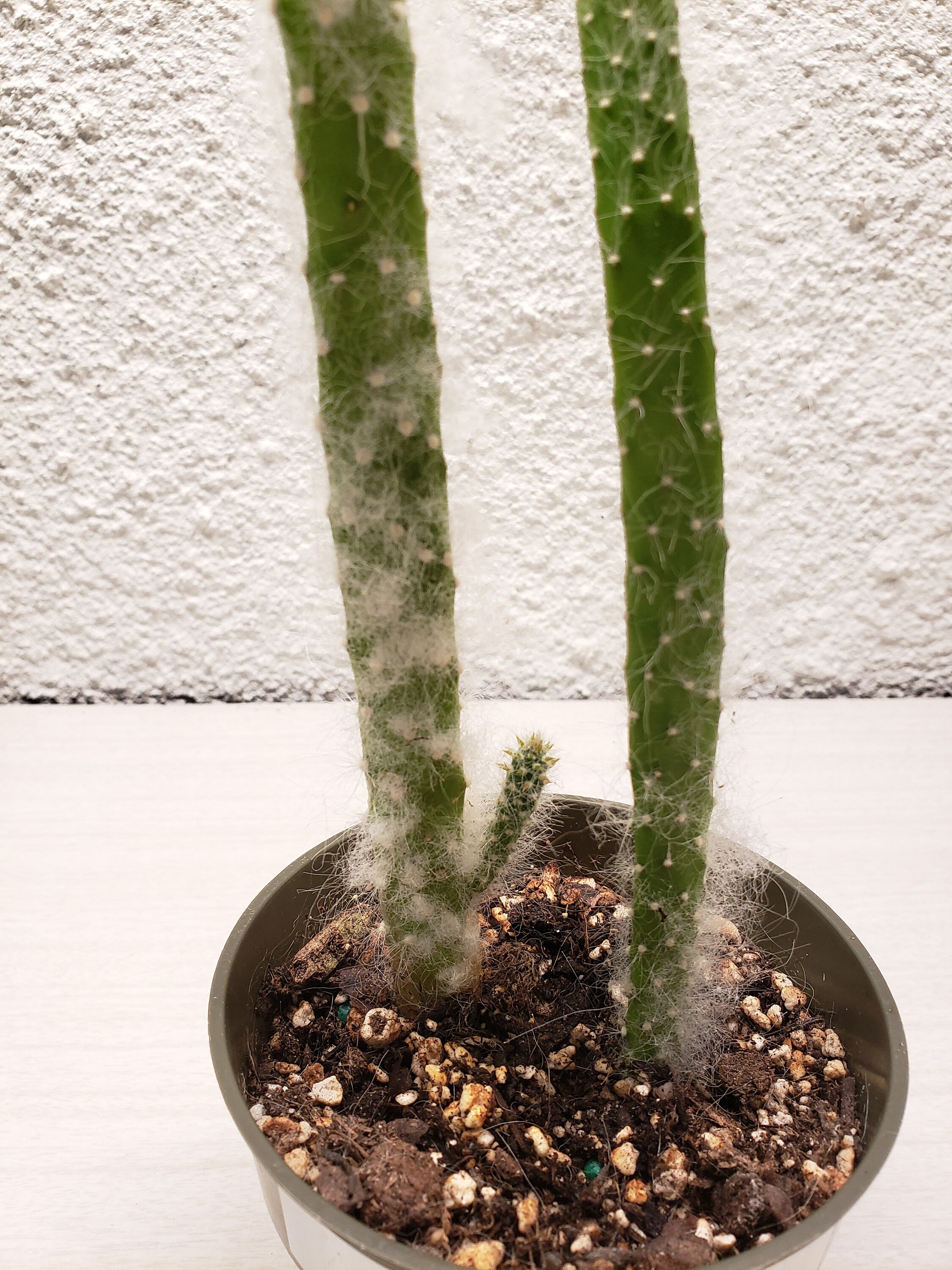 Opuntia Snow Cactus - Etsy