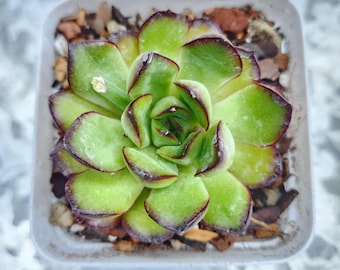 Echeveria Mexican Polidonis