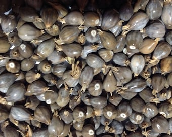 300 Jobs tear, Jobs beads, Jobs seeds, Rosary beads, Seed beads, Natural beads, Bulk beads, craft beads