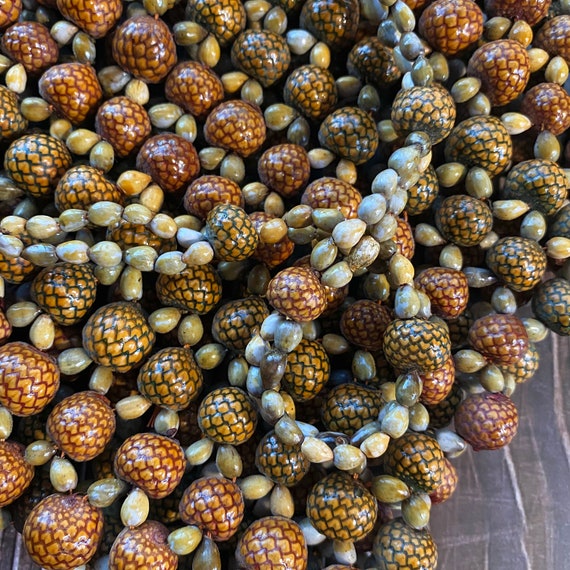 Rare South East Asian Rattan Fruit Pods And Seeds Han… Gem