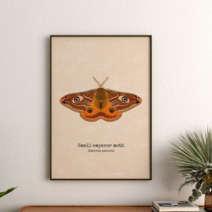 Motte Kunstdruck, Kaiser Motte Aquarell, Insekten Illustrationen, Entomologische Kunst, Naturalistische Kunst, Biologische Illustration
