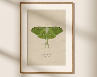 Luna Motte Dekor, Schmetterling Kunstdruck, Motte Wandbehang, Luna Motte Illustrationen, Luna Motte Kunstwerk, Insekt Wanddekoration
