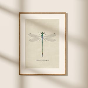 Stampa artistica di libellula, illustrazioni di insetti, arte entomologica, opera d'arte naturalistica, illustrazione biologica