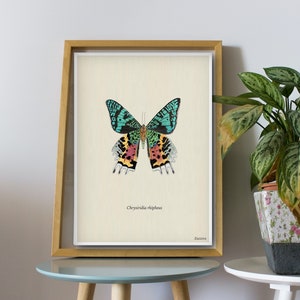 Stampa d&#39;arte farfalla, acquerello di falena, illustrazioni di falena tramonto del Madagascar, opere d&#39;arte naturalista, illustrazione scientifica,