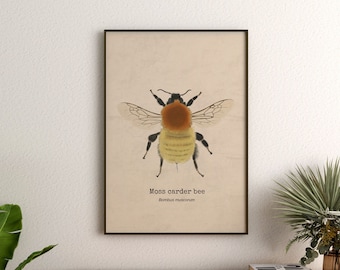 Bumble bee art print, Bee watercolour, Insect illustrations, Entomological Wall Art, Bug Lover Gift