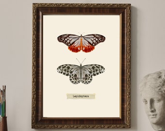 Impression d'art papillon, affiche d'insectes de style vintage, cadeau pour les amateurs d'insectes, tenture murale d'entomologie, décoration naturaliste, affiche d'art de biologie