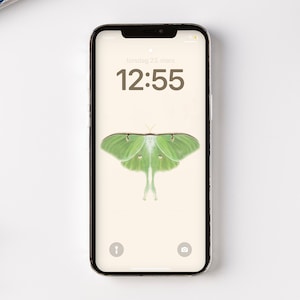 Luna Moth Wallpapers  Top Free Luna Moth Backgrounds  WallpaperAccess