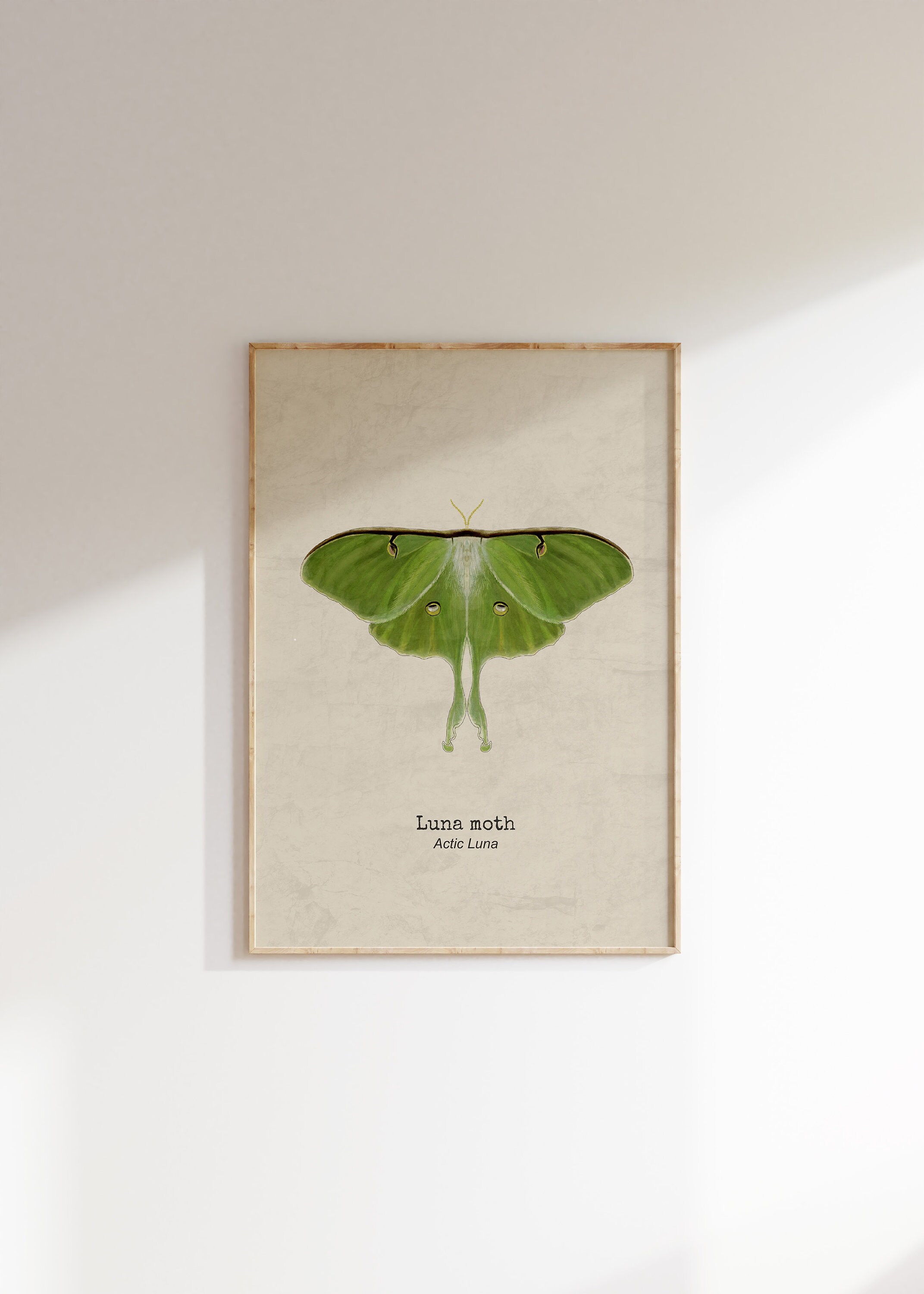 Luna Moth Decor, Butterfly Art Print, Moth Wall Hanging, Luna Moth ...