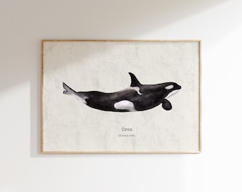 Impression d'art orque, aquarelle d'épaulard, illustrations de cétacés, art mural de baleine, biologie Poster