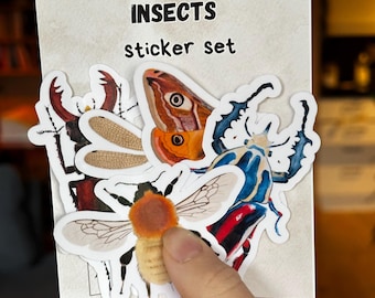 Set di adesivi di insetti, pacchetto di adesivi per laptop a tema insetti, confezioni di adesivi resistenti all'acqua, regalo per amanti degli insetti, adesivo farfalla e falena, adesivo cervo volante