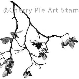 May include: Black and white illustration of a bare tree branch with several leaves. The branch is curved and has a few small branches coming off of it. The leaves are all different shapes and sizes, and some of them are curled up.