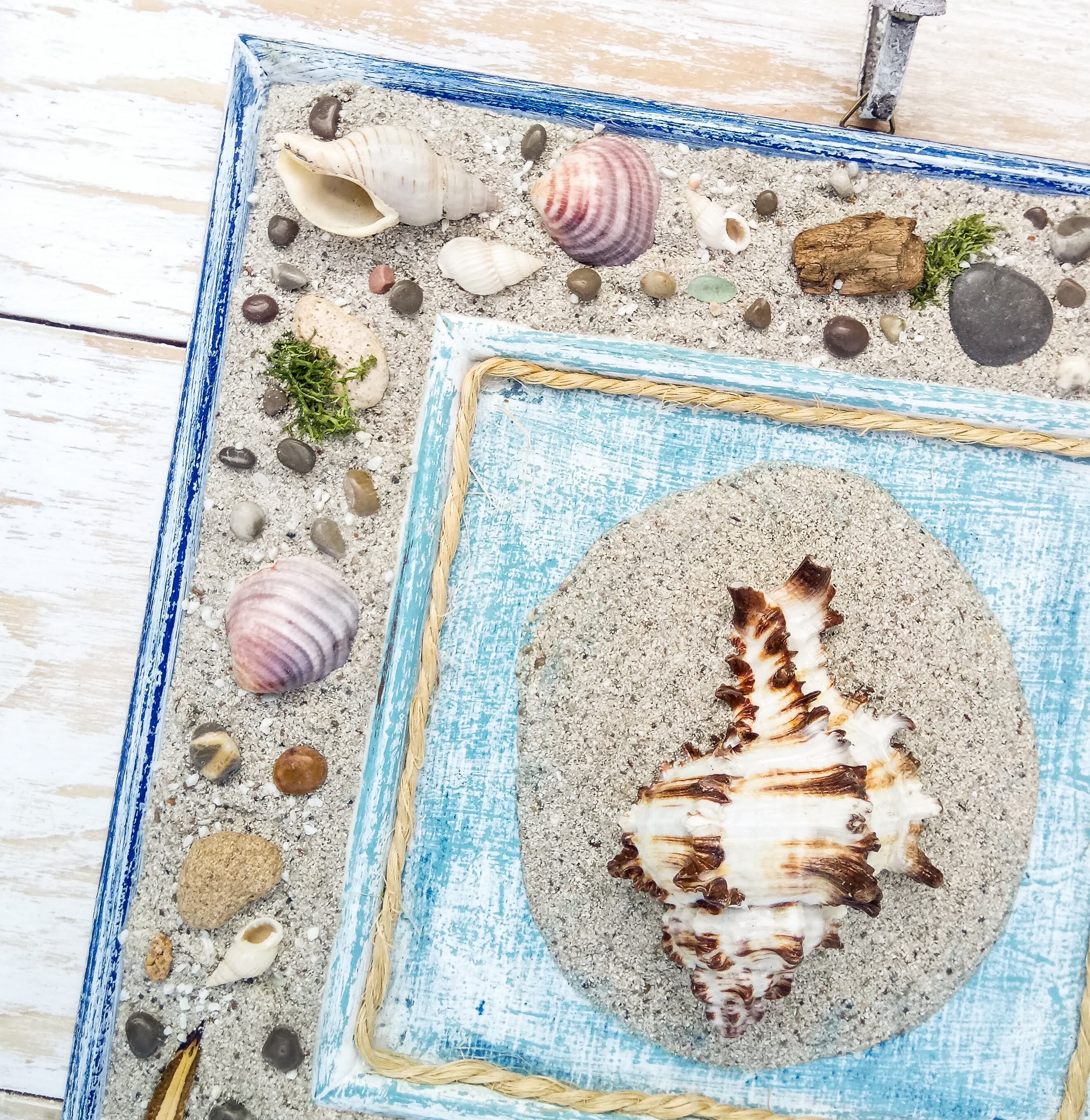 Sea shell wall art for Beach office decor Coastal living Etsy