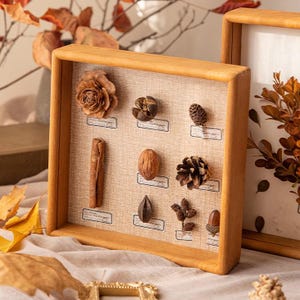 Może przedstawiać: Drewniana gablota z różnymi suszonymi elementami naturalnymi, w tym szyszką, laską cynamonu i orzechem włoskim. Przedmioty ułożone są na beżowym tle z tkaniny, z małymi etykietami pod każdym z nich. Rama wykonana jest z jasnego drewna.