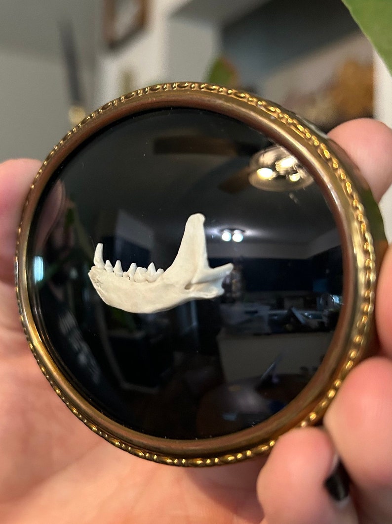 Mink Jaw Bone in Vintage Bubble Frame Etsy