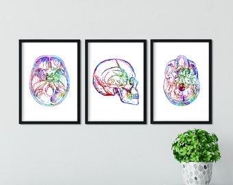 Human skull Set of three posters Profile view, bottom and top Watercolor wall art Anatomical decor Gift for anthropologist or pathologist