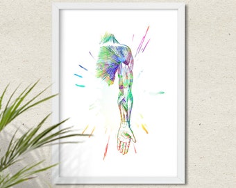 Arm Muscles Anatomy art poster Medical office Wall  watercolor decor