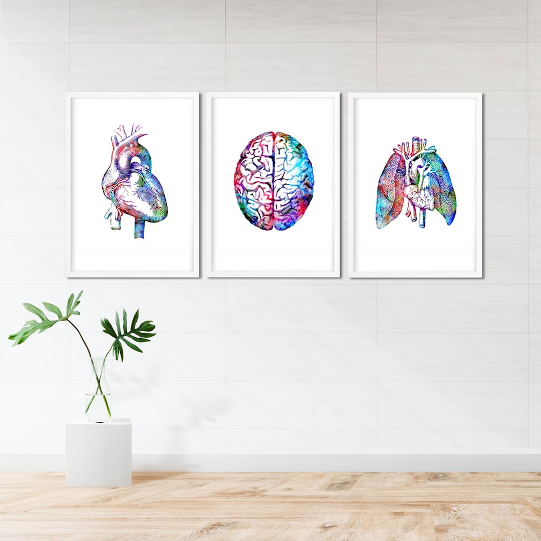 Anatomical Set of Posters Heart Brain and Lungs Beautiful Watercolor ...