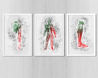 Human muscular system Set of three posters Watercolour medical decor