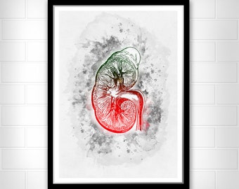 Kidney anatomy art Watercolor wall decor