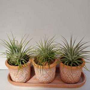 Lattice Pot with Ionantha Guatemala Airplants in 3 sets of pot with saucer
