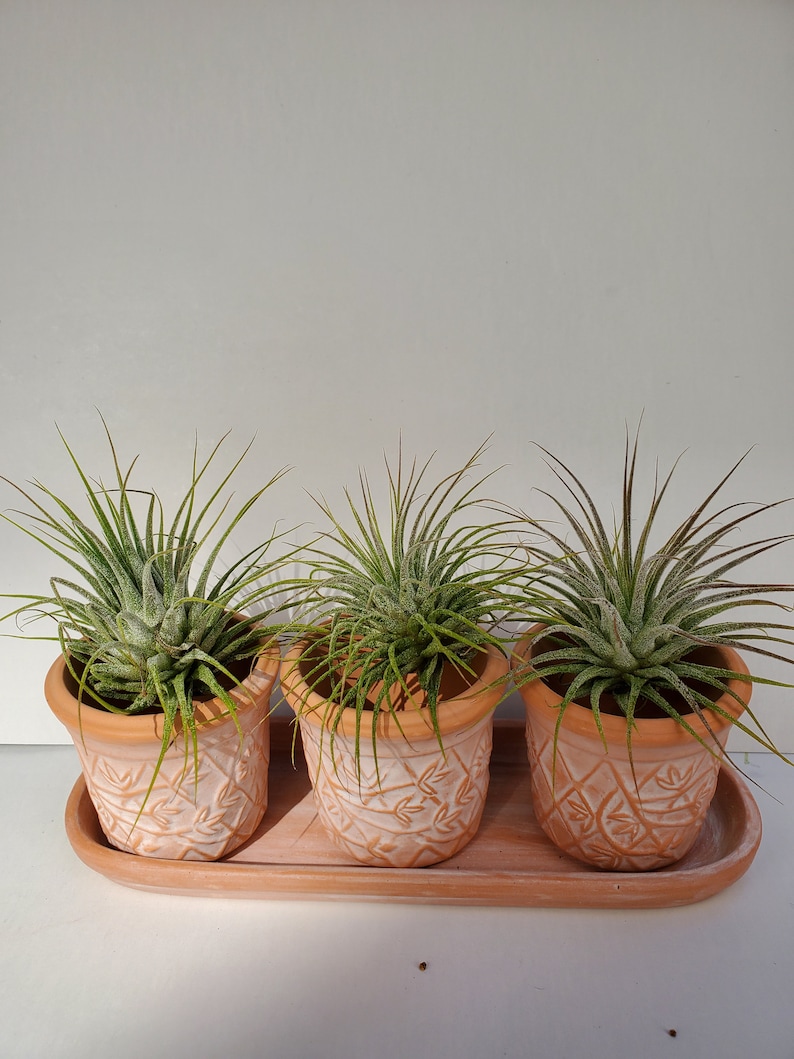 Lattice Pot with Rare New Shipping Free Shipping Ionantha Guatemala Airplants pot in sets 3 w of