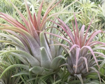 イオナンタ・ルブラ