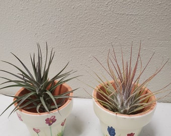 2 Airplants with Pot