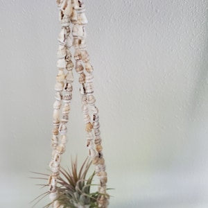 Shell Hanging Holder with Airplant