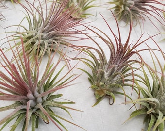 Ionantha Guatemala Airplants