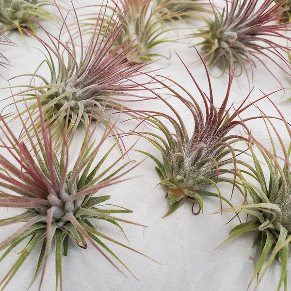 Ionantha Guatemala Airplants