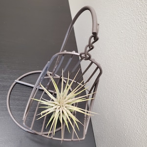 Silla mecedora con Airplants