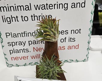 Airplant Glue Tilly Tacker