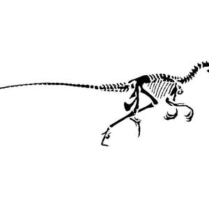 May include: Black and white line drawing of a dinosaur skeleton. The dinosaur is running and has a long tail.