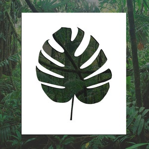 Monstera Leaf Reusable Stencil (Many Sizes)