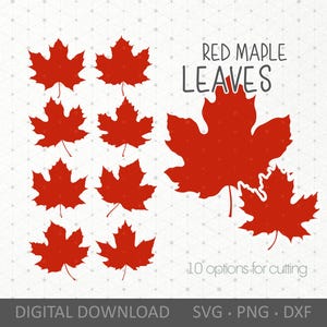 Ahornblatt svg. Herbstblätter svg. Herbstblätter svg. Digitale SVG PNG DXF Dateien für Cricut Silhouette Vinyl, Papierschnitt, Sperrholz Laserschnitt