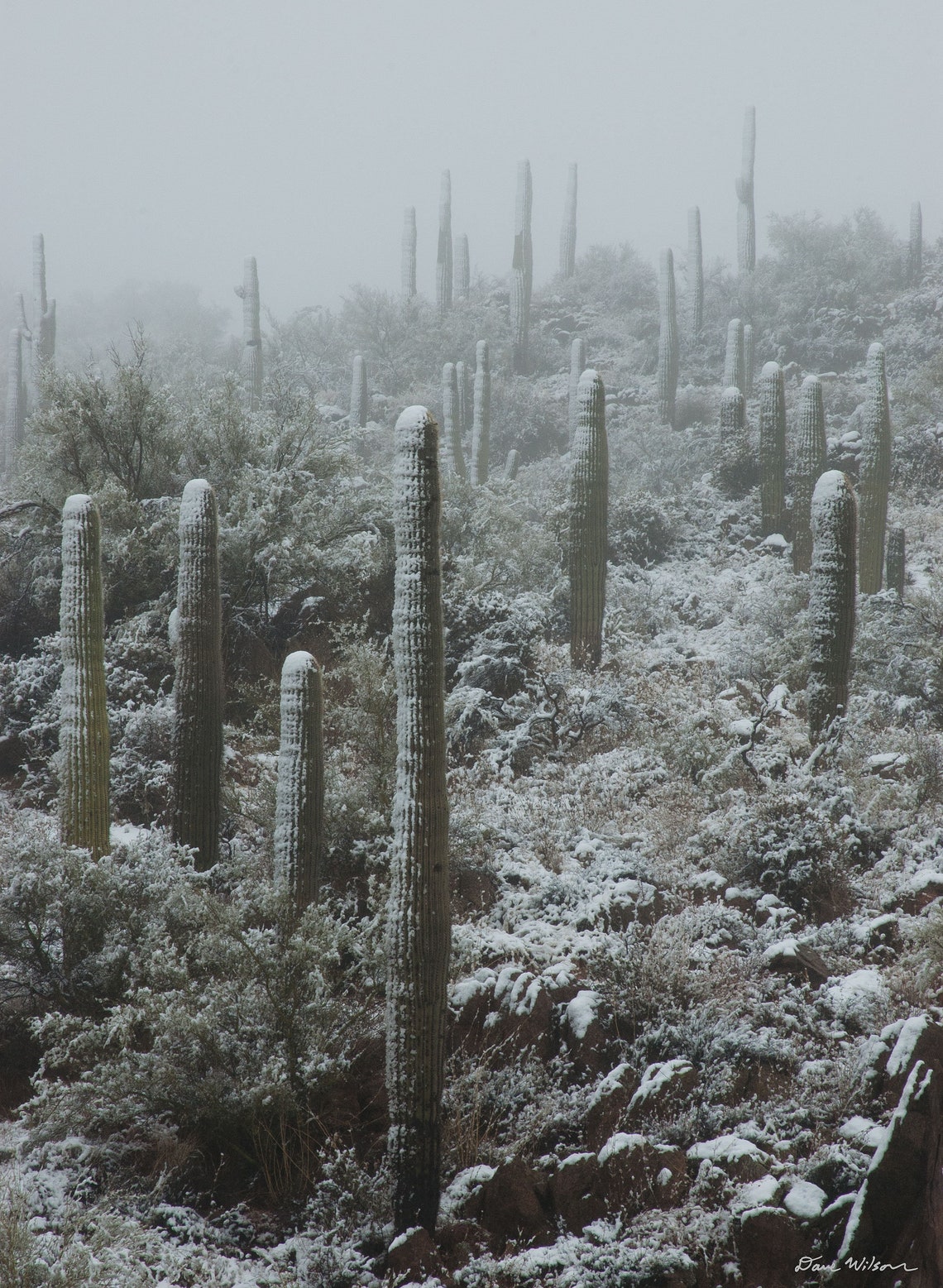 Photograph of Snow-Covered Saguaro Cactus in Arizona printed | Etsy