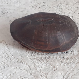 Puede incluir: Un caparazón de tortuga marrón oscuro con una superficie texturizada. El caparazón tiene forma redondeada y descansa sobre una tela de encaje blanco. El color del caparazón varía de marrón oscuro a marrón rojizo.
