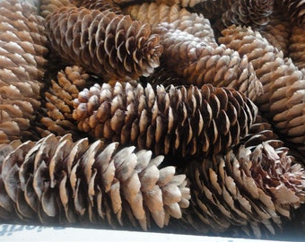 Pine Cone Lot, Real Pinecones, Wedding Decor, Natural Pinecone, All Natural, Nature Decor, Nature Crafts, Decorative Pinecones,